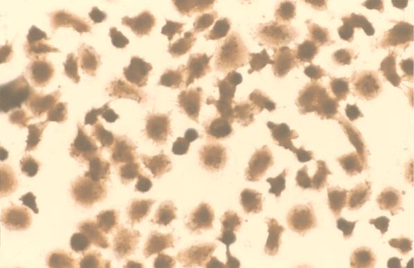 FIG. 1