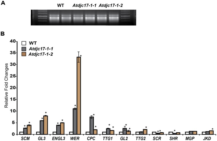 FIGURE 4