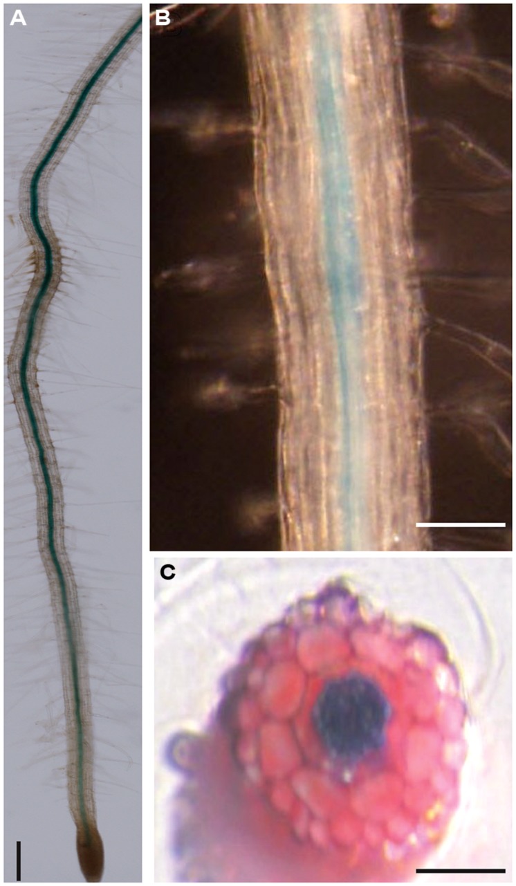 FIGURE 3