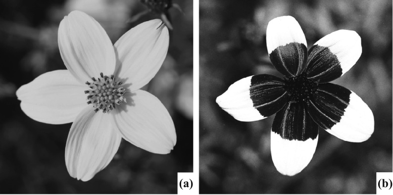 Fig. 25