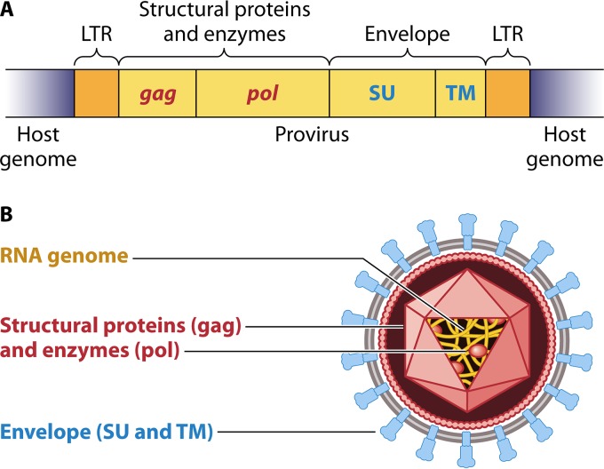 FIG 1