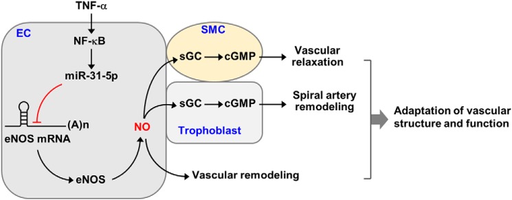 Figure 9.