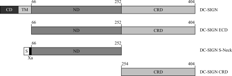 FIGURE 1.