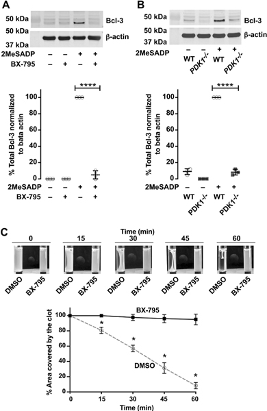 Figure 6: