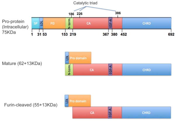 FIGURE 1