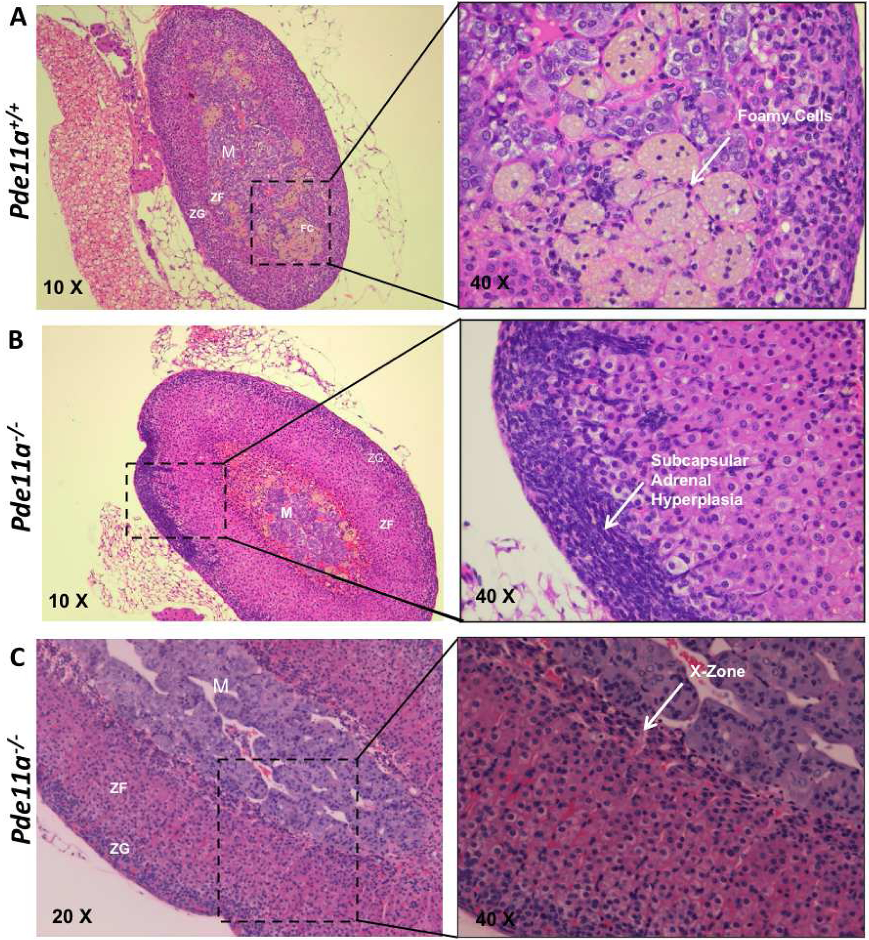 Figure 5: