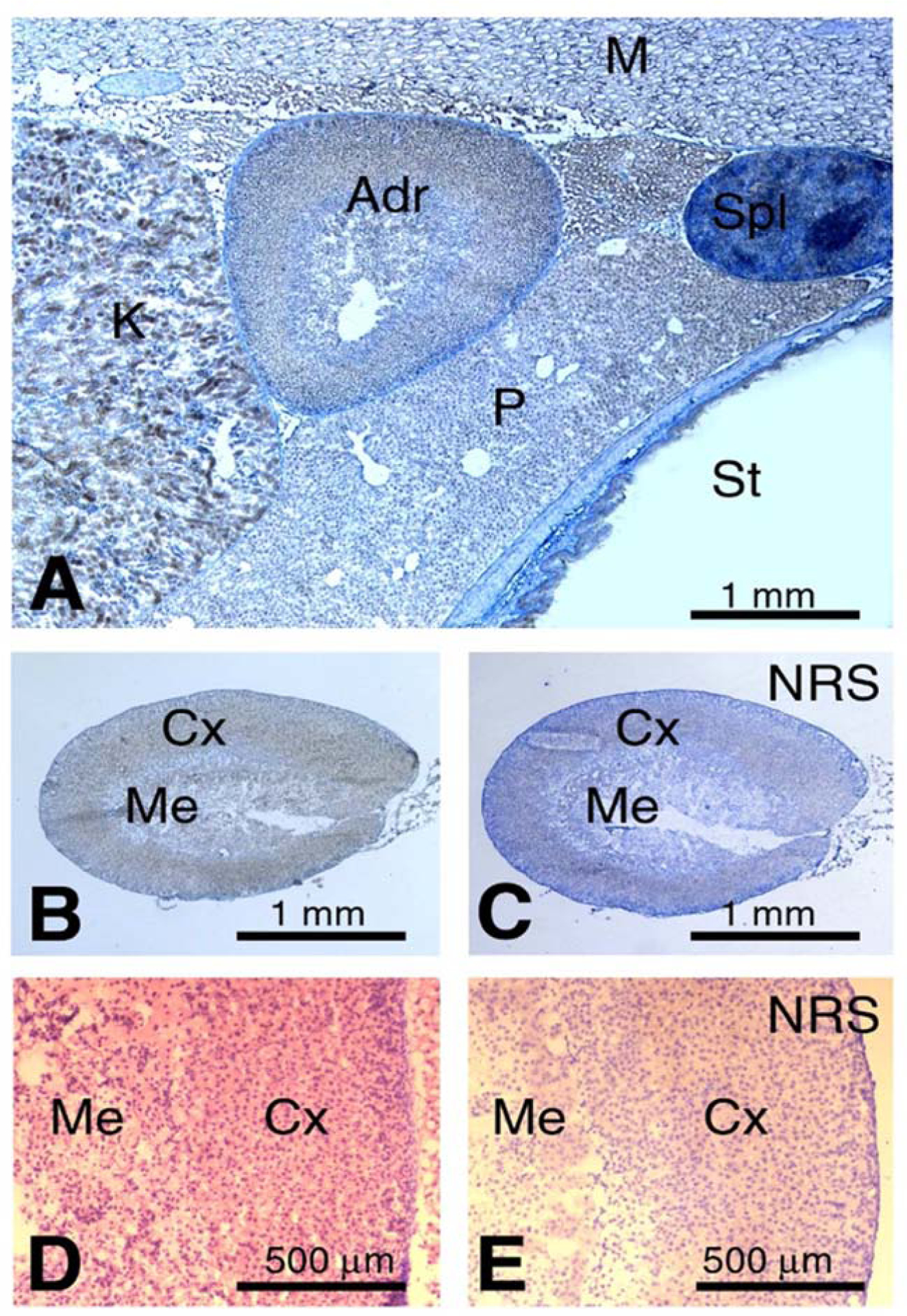 Figure 1: