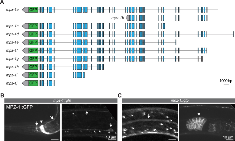 Figure 6