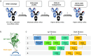 A workflow of a common light chain antibody campaign, including an initial campaign resulting in low-affinity mAbs, followed by multiple rounds of affinity maturation. A model of the TREM2 extracellular domain including a ribbon diagram modeling the TREM2 IgV region and a line showing the stalk region with the sheddase site indicated by scissors. An antibody family tree showing four antibody families with up to four generations of antibodies per family from three rounds of affinity maturation, resulting in increased affinity. Antibody families are identified as either IgV or stalk binding.