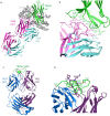 Ribbon structure of the 7268 Fab bound to the membrane-adjacent side of the TREM2 IgV domain fused to maltose binding protein. Ribbon structure of the interface between 7268 Fab and the globular TREM2 IgV domain with key interacting residues modeled in and showing that primarily heavy chain residues from the Fab comprise the interface. Ribbon structure of the 7411 Fab bound to the mainly unstructured TREM2 stalk with a small alpha helix. Ribbon structure of the interface between 7411 Fab and the TREM2 stalk showing the stalk wrapping around CDR H3 of the Fab as the primary interaction.