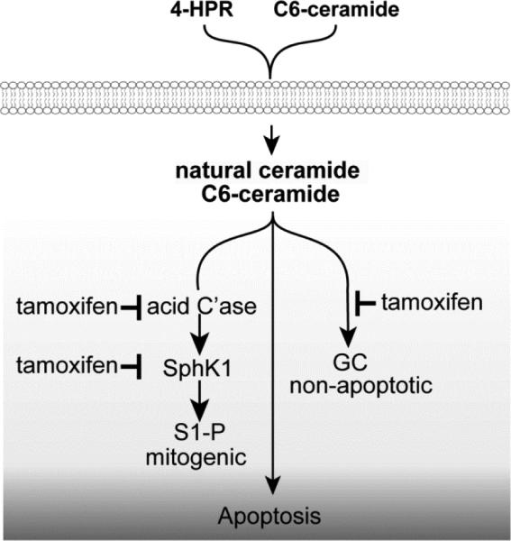 Fig.6