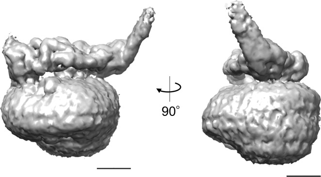 Figure 6—figure supplement 1.