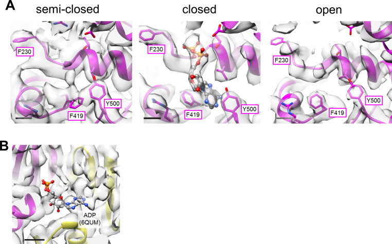 Figure 2—figure supplement 2.