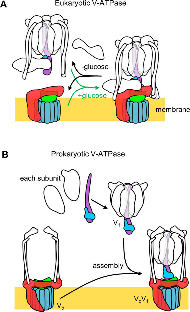 Figure 1—figure supplement 1.