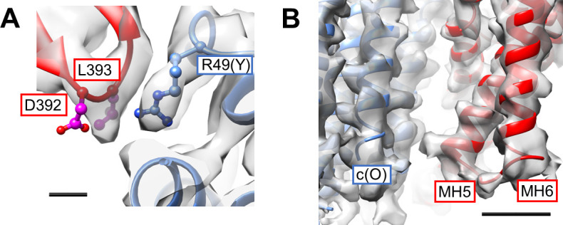 Figure 4—figure supplement 1.