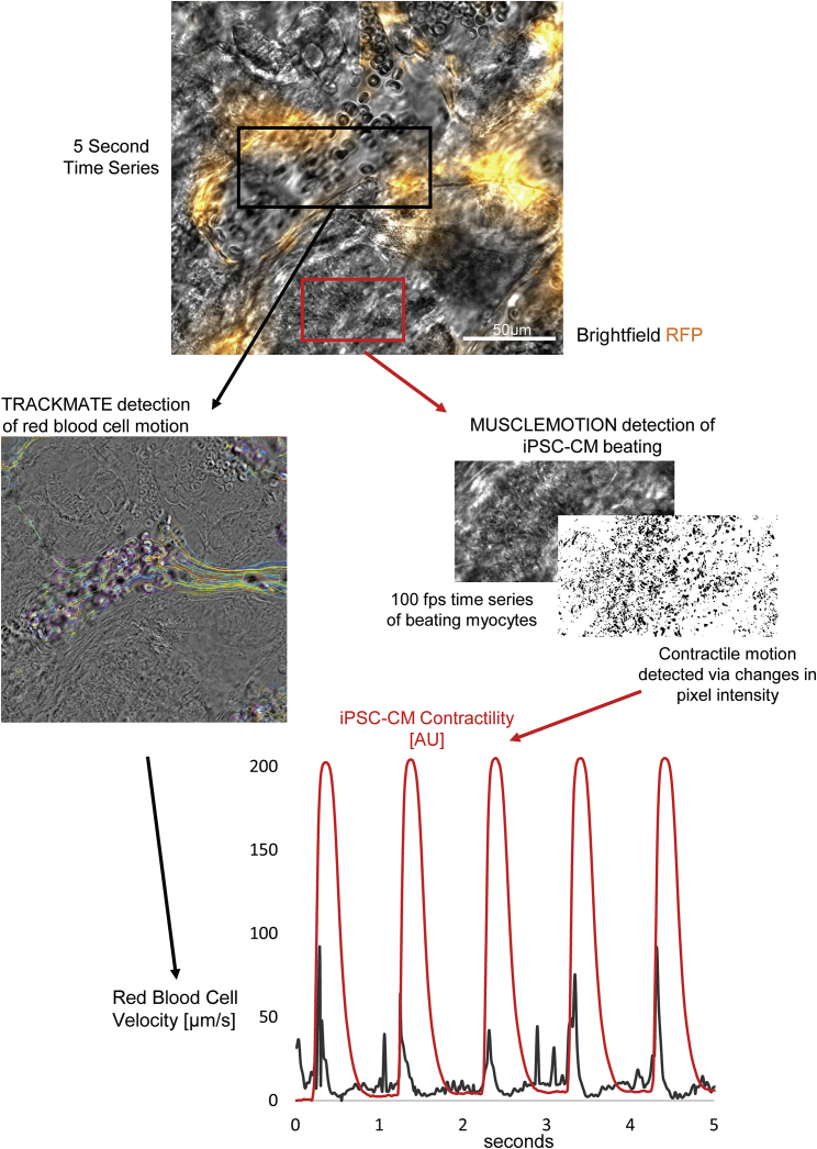 Figure 4