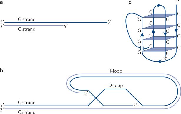 Box 1. Alternative telomeric DNA structures