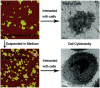 Fig. 16