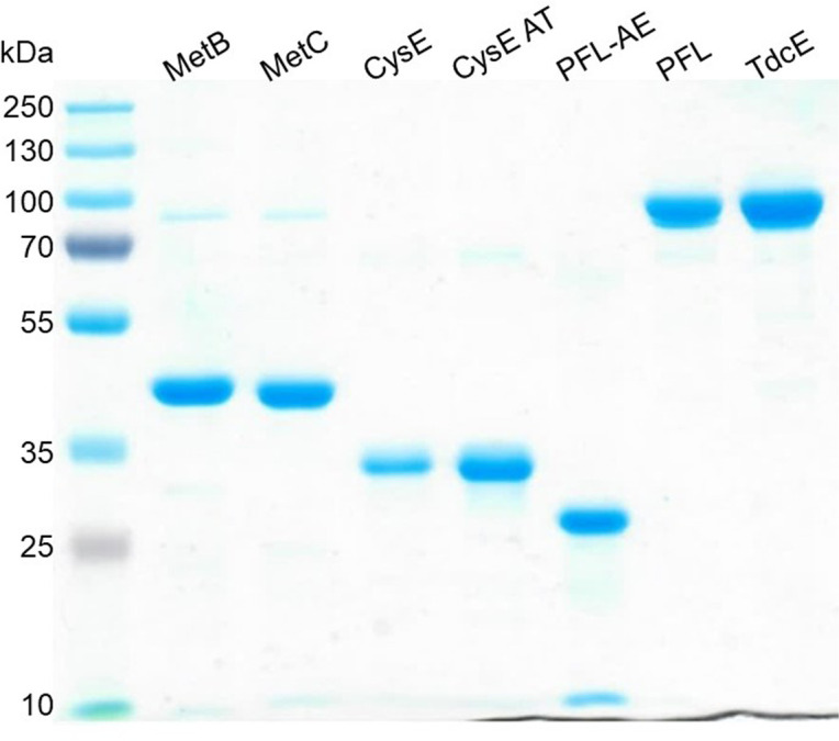 Figure 5—figure supplement 1.