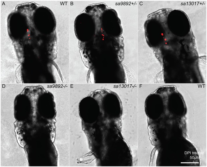 Fig. 6.