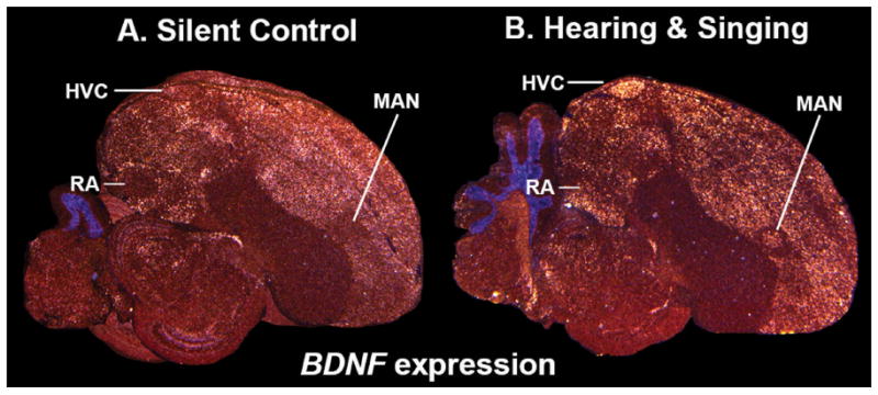 Figure 32