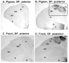 Figure 34
