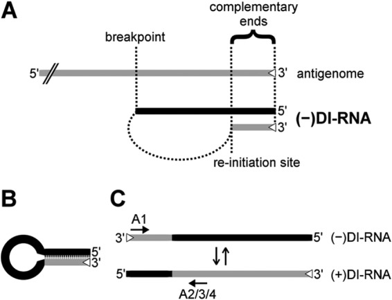 FIG 1