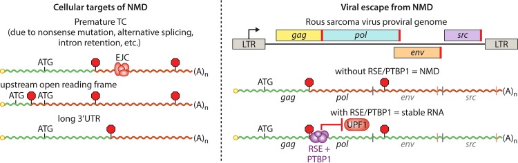 FIG 2