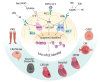 Pathways in endothelial cells (ECs) that contribute to epigenetic
alterations and EC loss of function causing downstream cardiovascular
disease