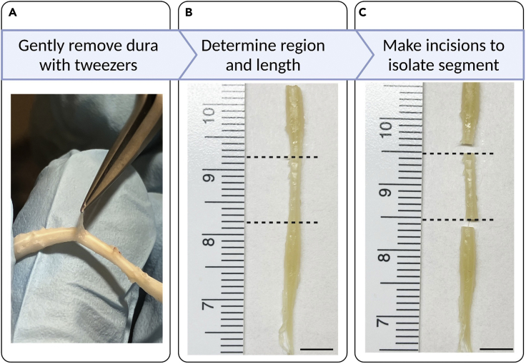 Figure 3