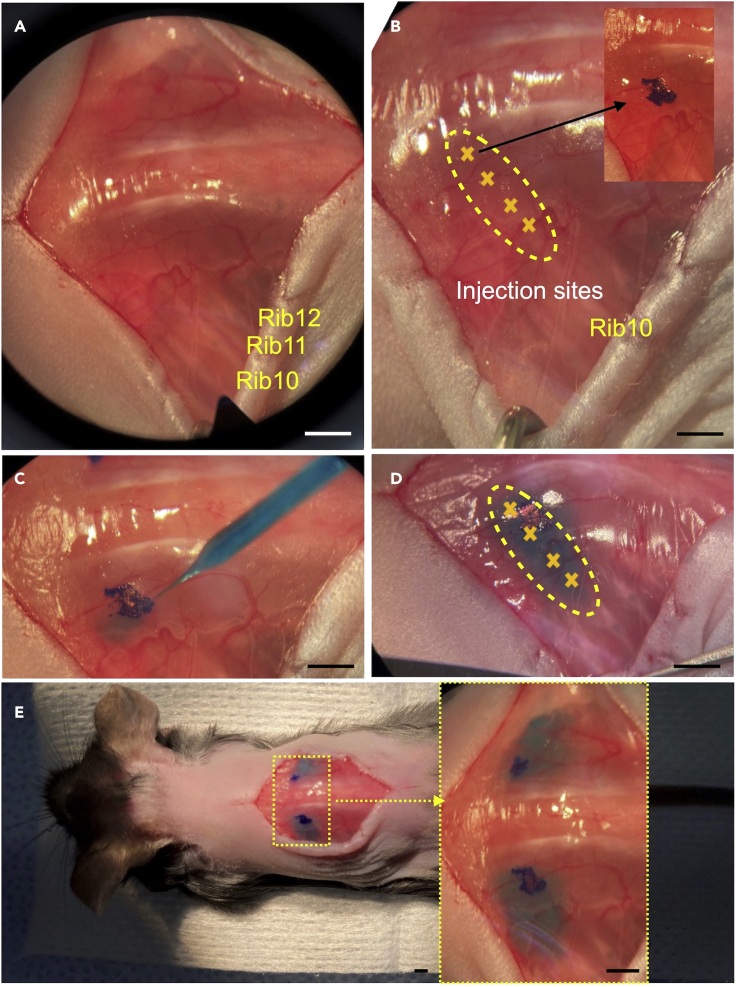 Figure 2