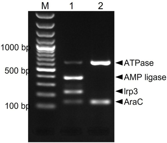 Figure 4