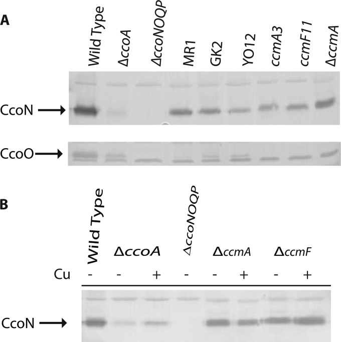 Fig 5