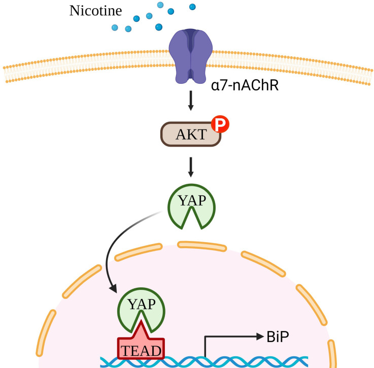 Figure 7