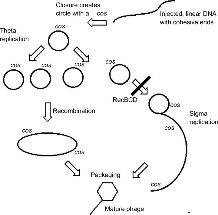 Figure 4.—