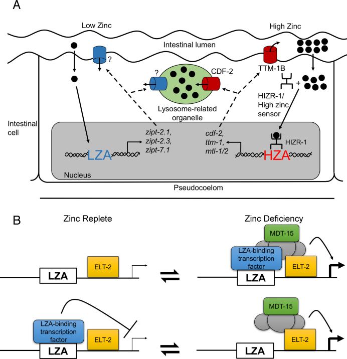 Figure 7.