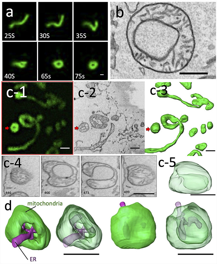 Fig. 5.