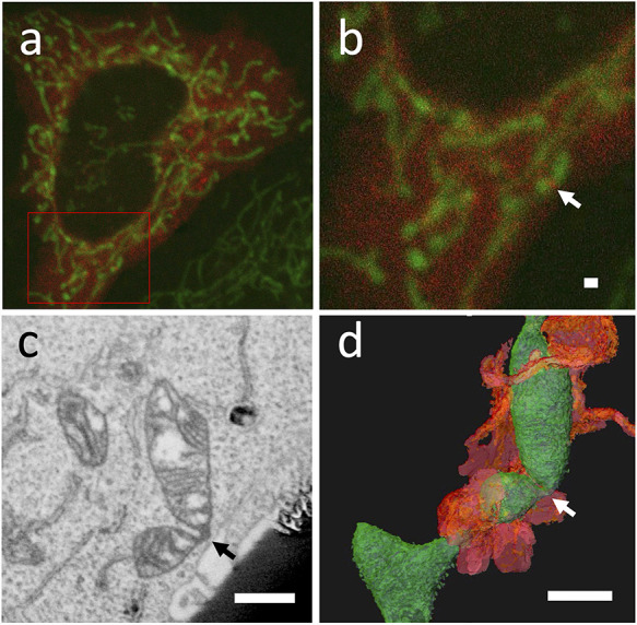 Fig. 2.