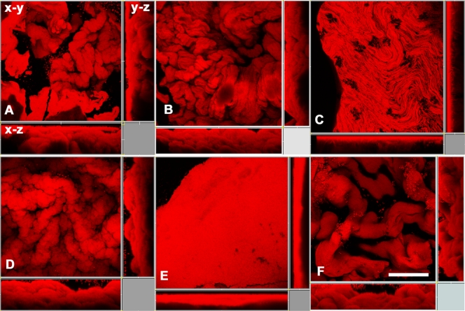 FIG. 2.