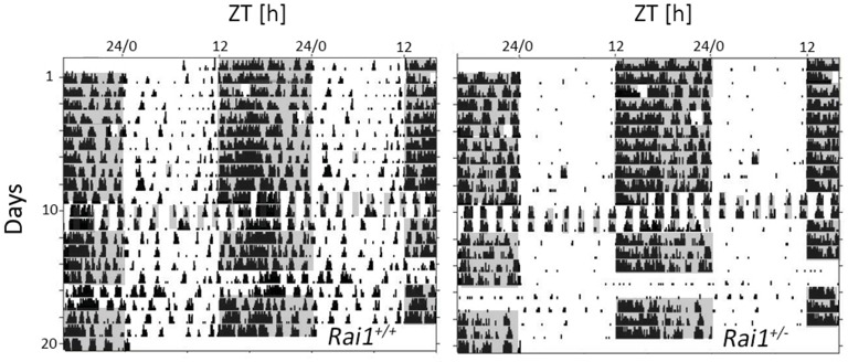 Figure 5—figure supplement 1.