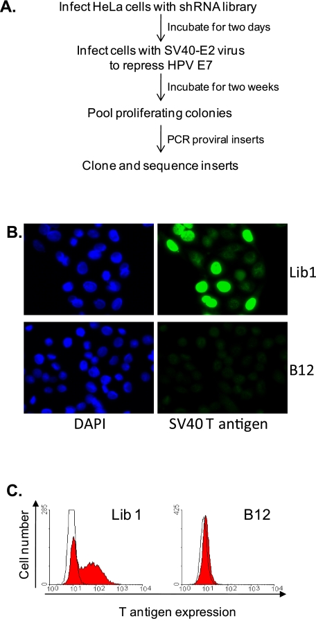 FIG 1 