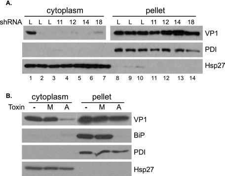 FIG 6 