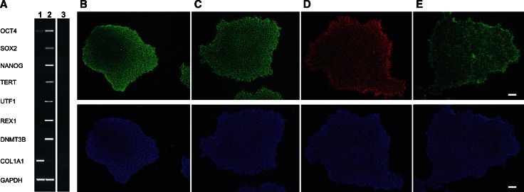 Fig. 2