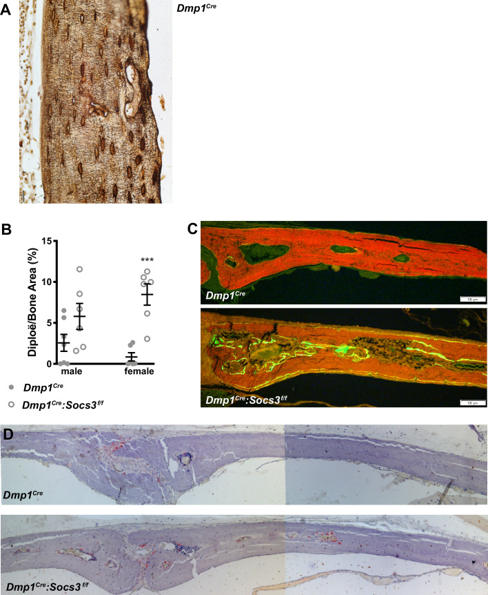 Figure 6—figure supplement 1.