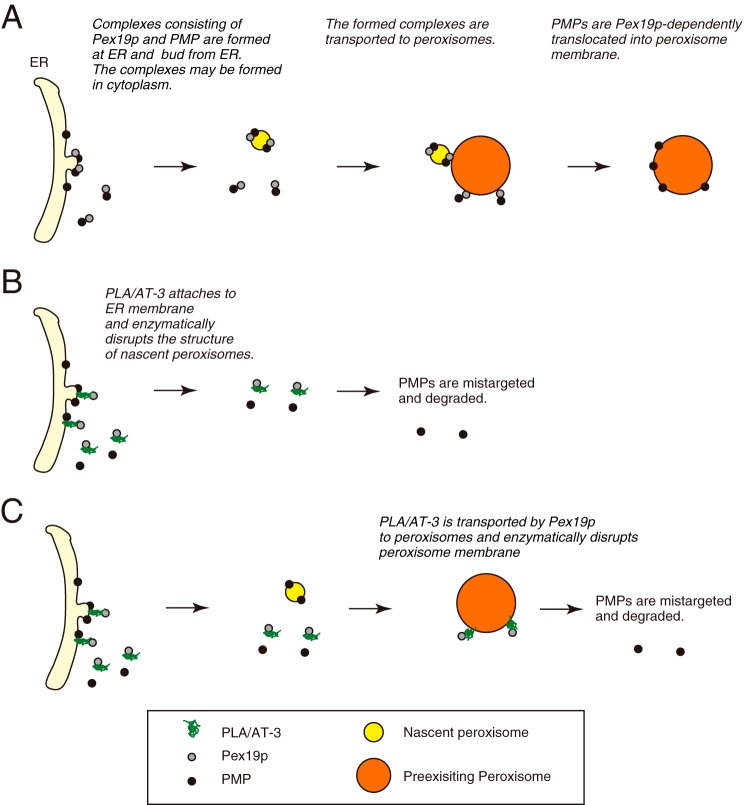 FIGURE 11.