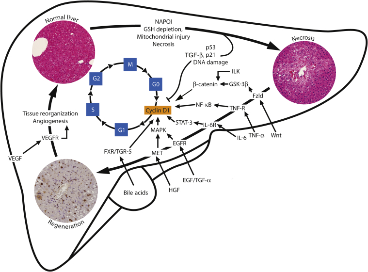 Figure 2