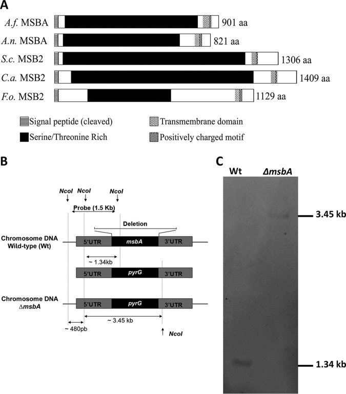 FIG 1