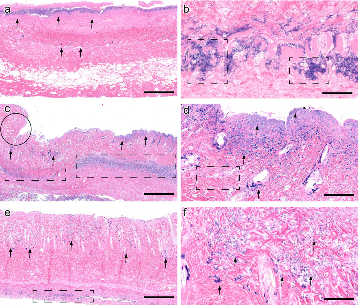 Fig 3