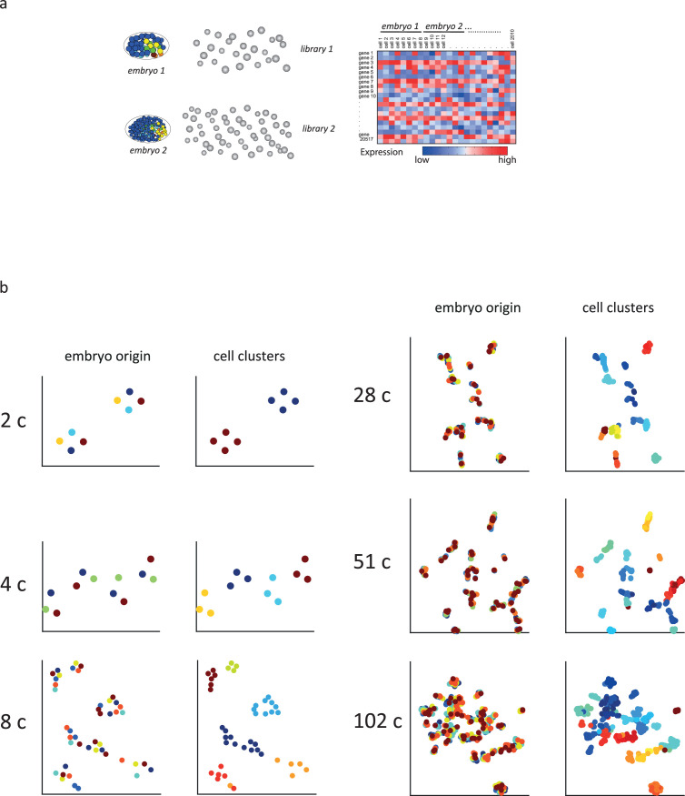 Gene Regulatory Patterning Codes In Early Cell Fate Specification Of 