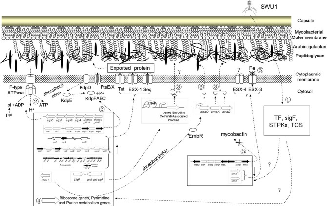 Figure 5